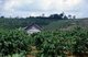 Vietnam: Coffee plantations, Dak Song, near Buon Ma Thuot, Central Highlands